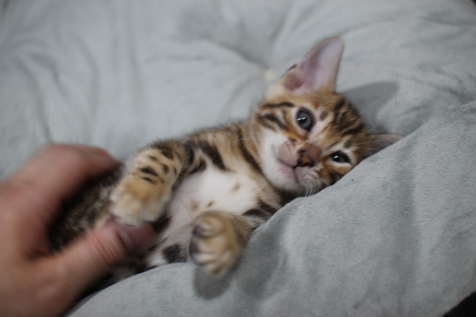 애교냥이 순둥이 분양해요~ 관련 이미지 4