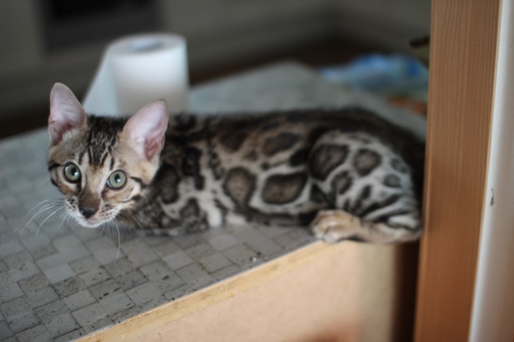 뱅갈고양이 남아 동글이와 곰돌이예요~ 관련 이미지 1