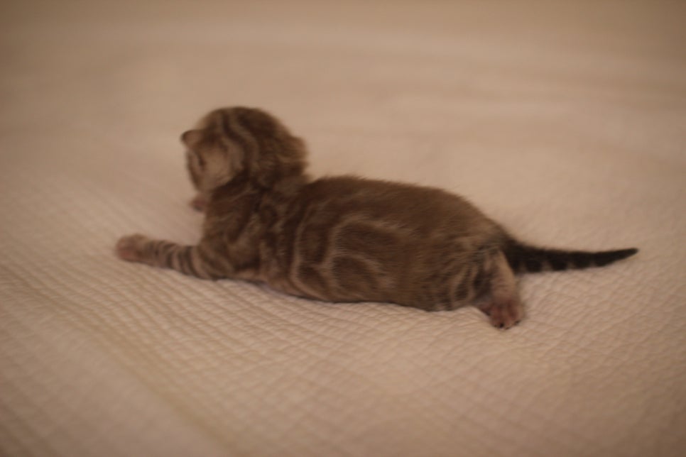 고퀄리티 스노우뱅갈고양이 아이들 분양합니다~ 관련 이미지 16