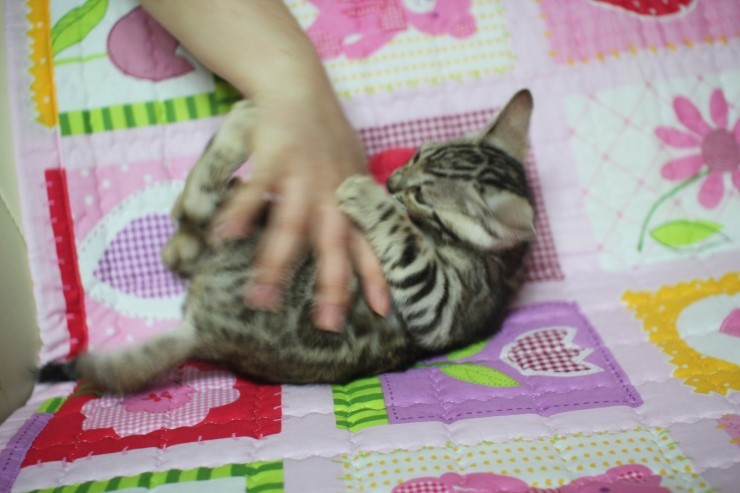 실버 뱅갈고양이 빅로젯 드래고니카~ 관련 이미지 6