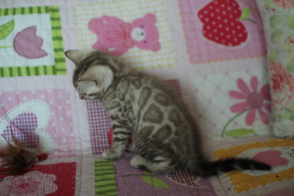 뱅갈고양이 분양은 순수혈통에 아이로 입양하세요~ 관련 이미지 14