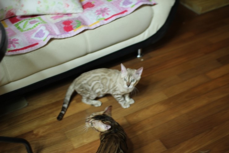 실밍크 뱅갈고양이 킹 입니다~~ 관련 이미지 6