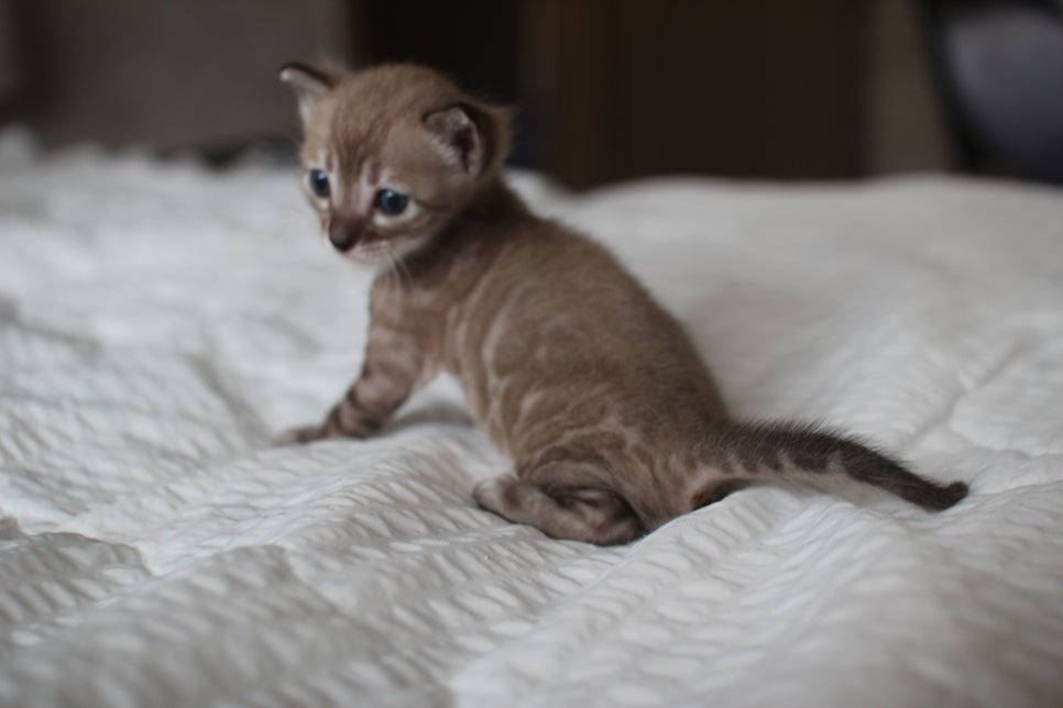 밍크차콜 뱅갈고양이 남아에요~ 관련 이미지 9