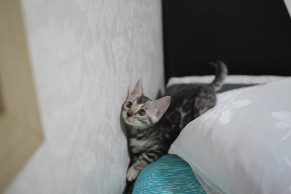 실버뱅갈고양이 순둥순둥 개냥이 여아예요~ 관련 이미지 1