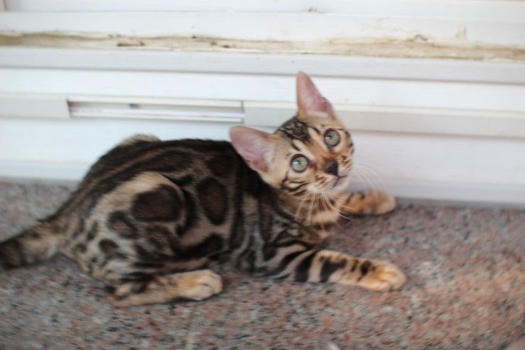 브라운 뱅갈고양이 키퍼 여아들~ 관련 이미지 2