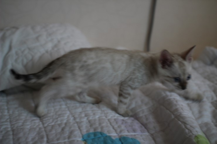 스노우 뱅갈고양이 남아 분양해요~ 관련 이미지 2