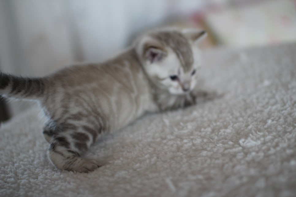 스노우 뱅갈고양이 꼬맹이 너무 이뻐요^^ 관련 이미지 1