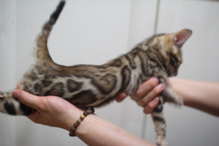 뱅갈고양이 예약된 여아들 입니다. 관련 이미지 5