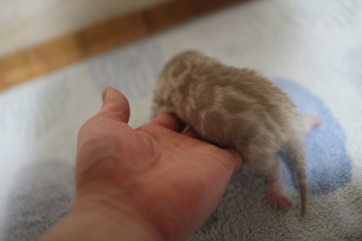 실밍크 스노우 뱅갈고양이 꼬물이 남아 입니다~ 관련 이미지 2