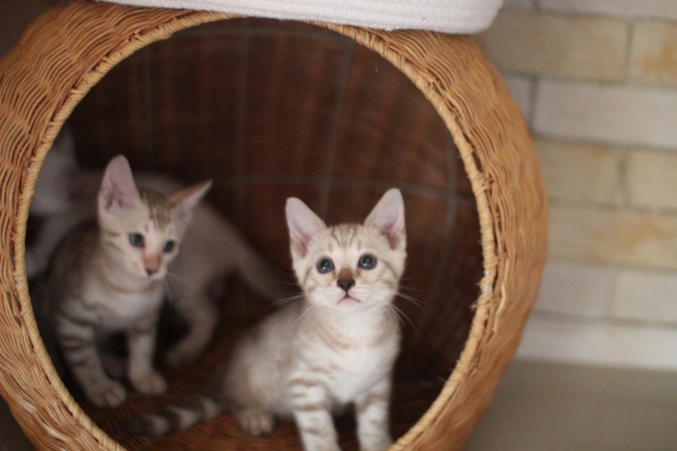 개냥이 뱅갈고양이들 분양합니다~ 관련 이미지 16