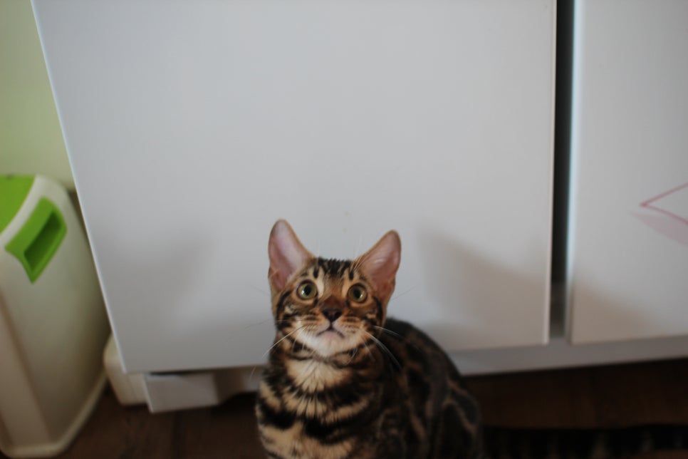 브라운 뱅갈고양이 분양중인 남아,여아 오늘 모습 입니다~ 관련 이미지 2