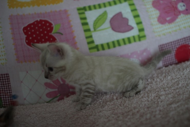 스노우뱅갈고양이 앙증,깜찍 귀요미에요 ㅎㅎ 관련 이미지 8