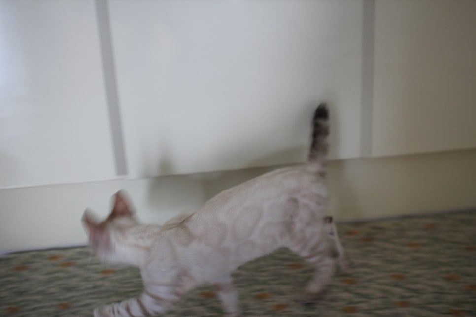 스노우뱅갈고양이 여아 구름이 분양해요~ 관련 이미지 3