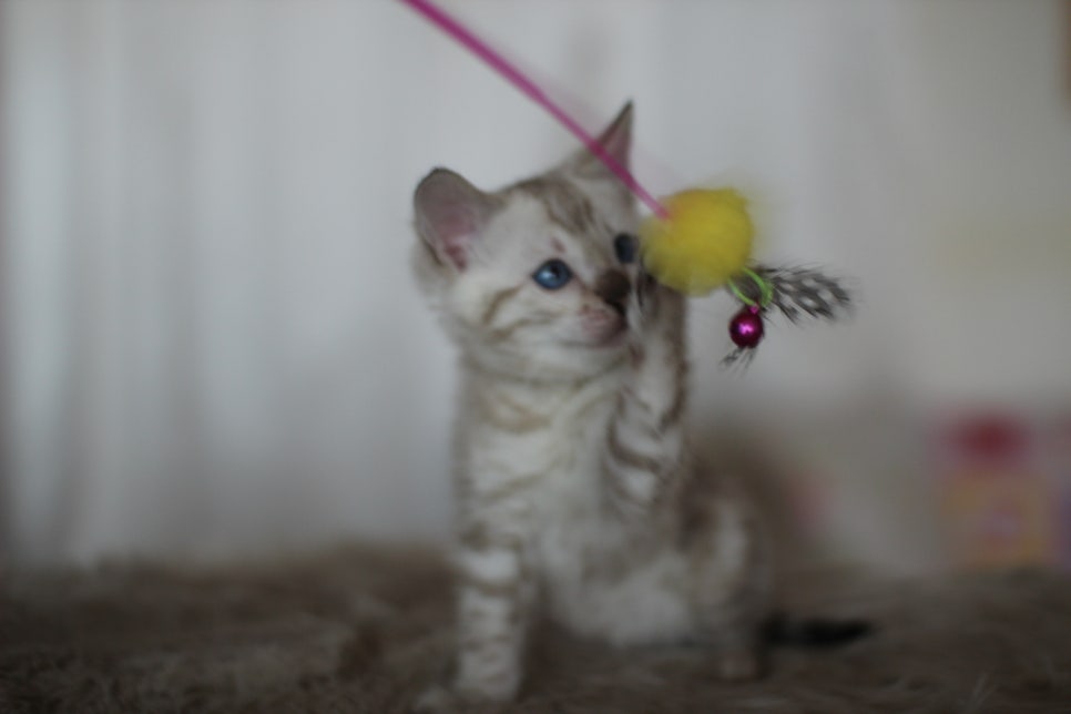 뱅갈고양이분양 멋진 빅로젯 아이들~ 관련 이미지 16