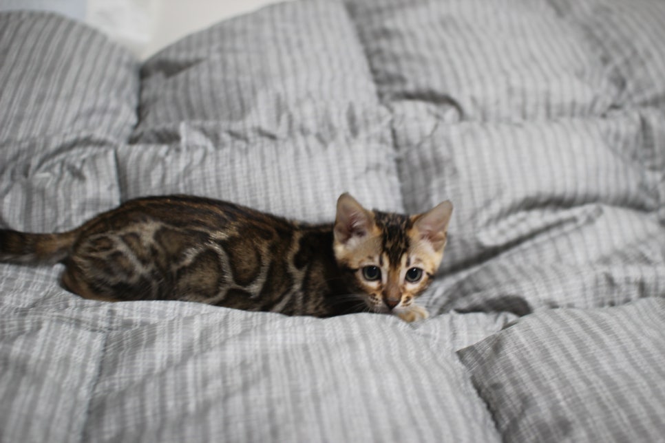 재롱둥이 여아 아롱이예요~ 관련 이미지 1