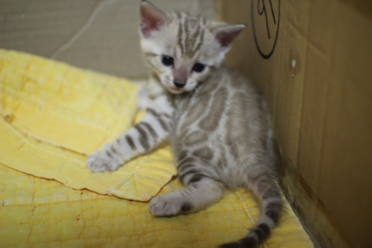 스노우 밍크 뱅갈고양이 남아예요~ 관련 이미지 12