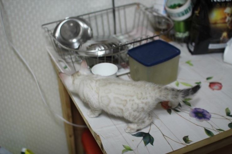 스노우 뱅갈고양이 키퍼 여아~~ 관련 이미지 8