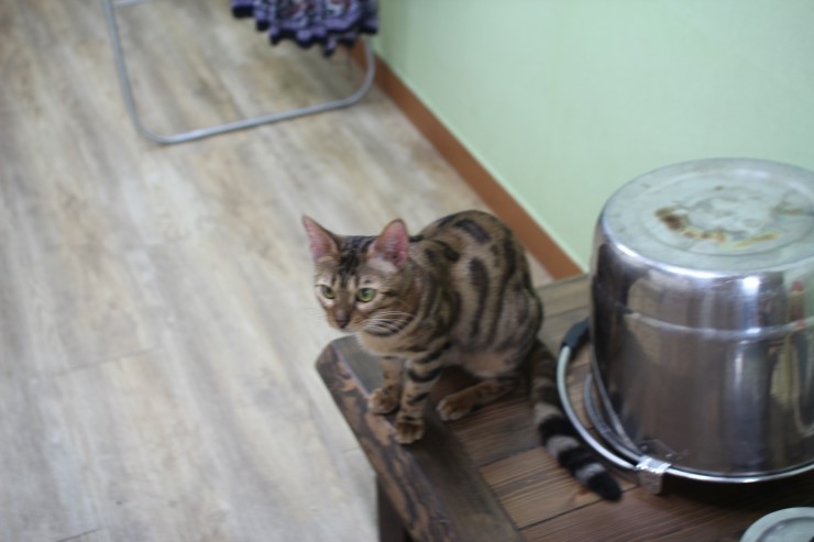 뱅갈고양이 날이 선선하니 뱅갈고양이 아이들도 너무 좋아하는거 같아요^^ 관련 이미지 3