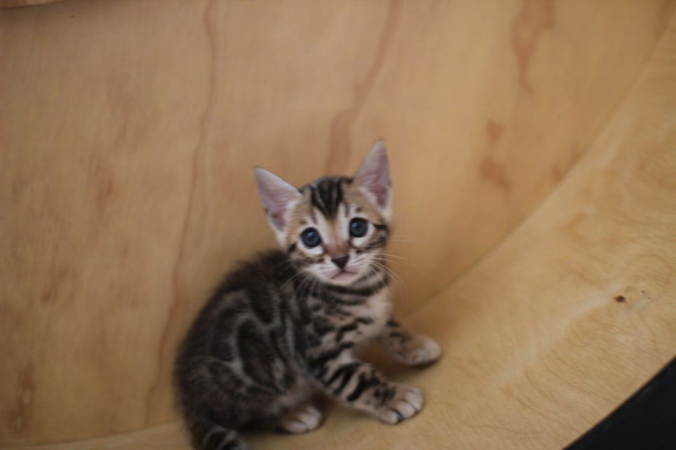 뱅갈고양이 여아들 캣휠 연습중~ 관련 이미지 14