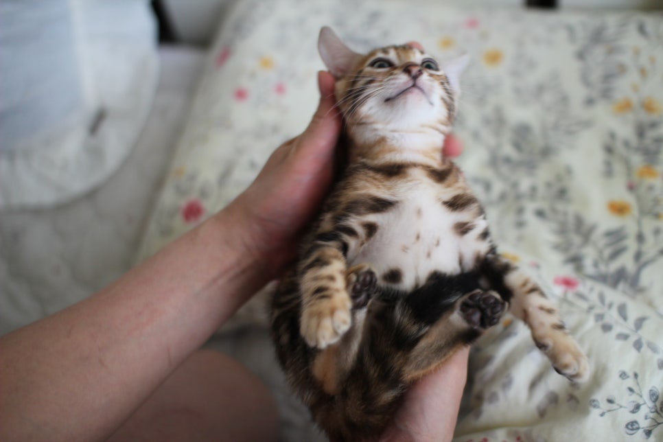 애교만점 개냥이 뱅갈고양이 남아 순둥군 분양해요~ 관련 이미지 13