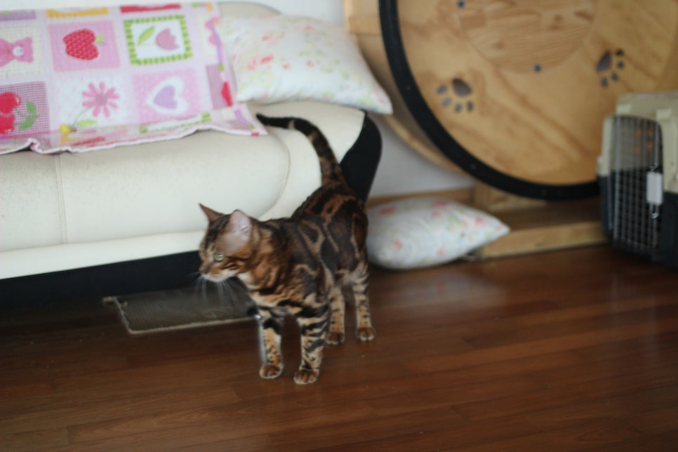 브라운 뱅갈고양이 남아 거실도 점령 했어요. 관련 이미지 10