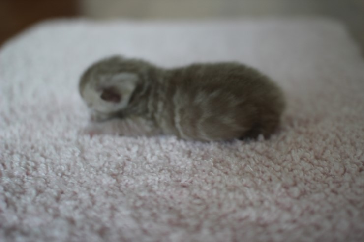 실밍크뱅갈고양이 꼬물이들 남매에요 관련 이미지 7