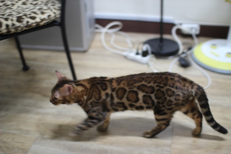 뱅갈고양이 아이들 일상~~~ 관련 이미지 8