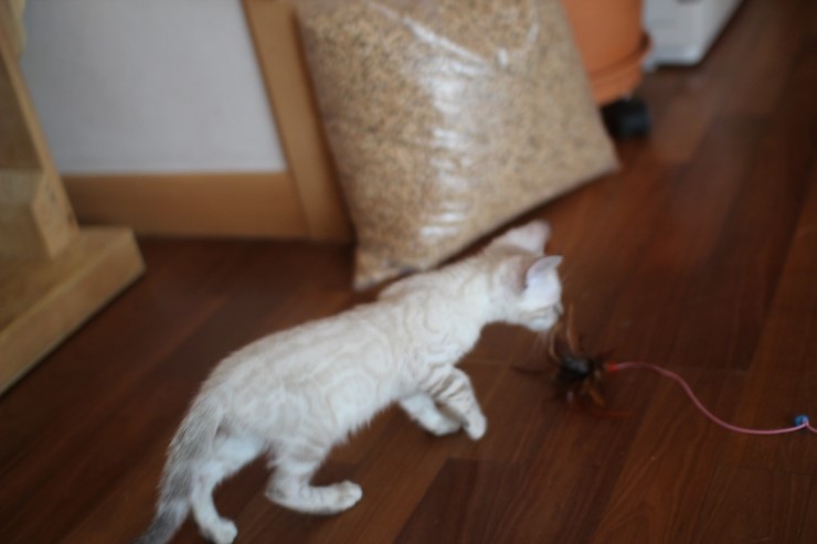 스노우뱅갈고양이 꼬맹이 깡패~ 관련 이미지 10