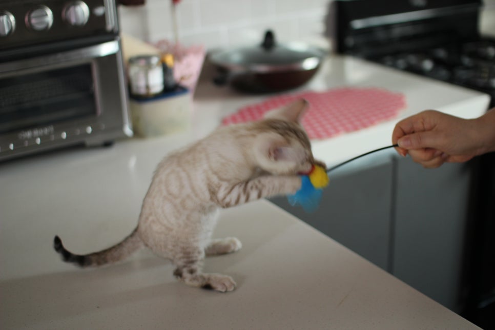 사람만 졸졸졸 따라 다니는 스노우뱅갈고양이 여아 분양해요~ 관련 이미지 18