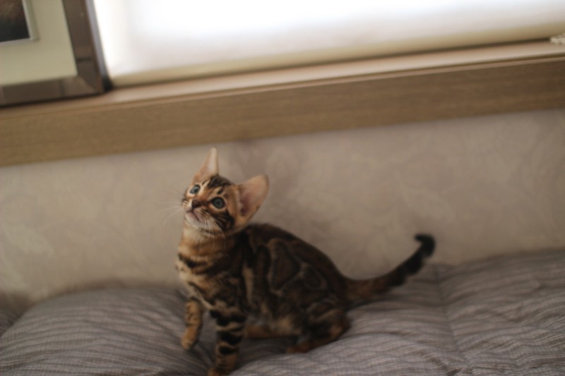 분양중인 뱅갈고양이 장군이 성장 모습~ 관련 이미지 14