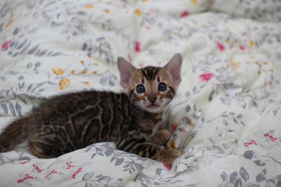 브라운 뱅갈고양이 자매 분양해요~ 관련 이미지 2