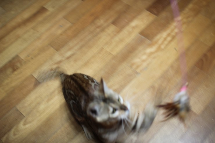 뱅갈고양이 스텔라 신났구나~~ 관련 이미지 5