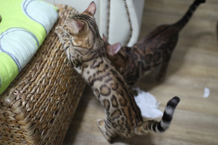 뱅갈고양이,뱅갈고양이 분양.아이들 오늘은 안방에서 놀아요~~~ 관련 이미지 9