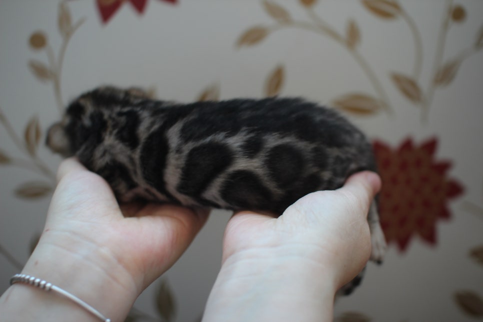 어메이징 브라운 뱅갈고양이 삼형제예요~ 관련 이미지 6