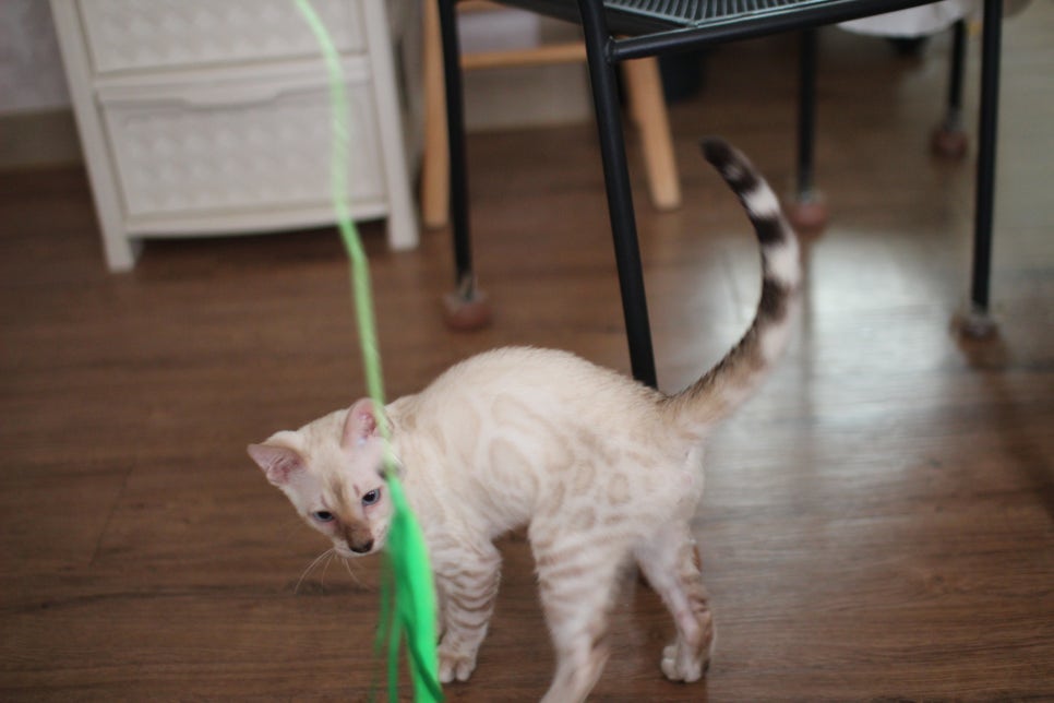 스노우뱅갈고양이 덩치 큰 남아에요~ 관련 이미지 13