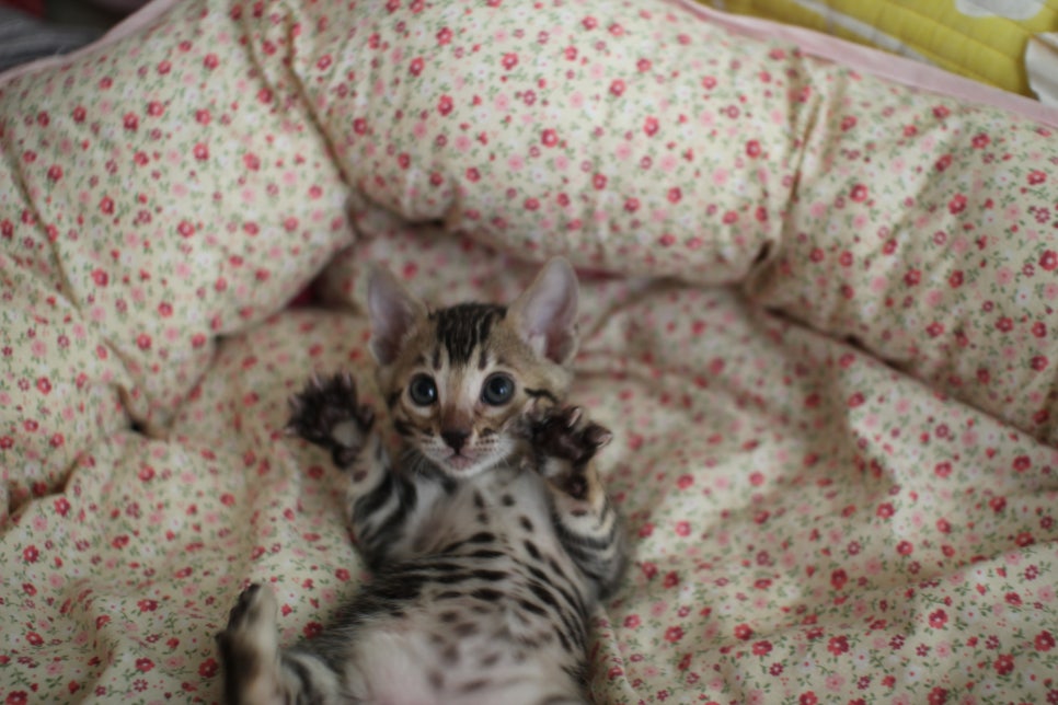 뱅갈고양이 여아1 분양해요~ 관련 이미지 8