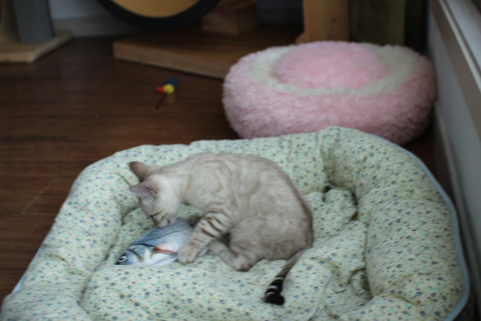 스노우뱅갈고양이 남아 분양해요~ 관련 이미지 5