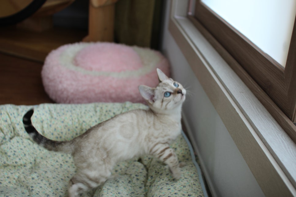 스노우뱅갈고양이 남아 분양해요~ 관련 이미지 4