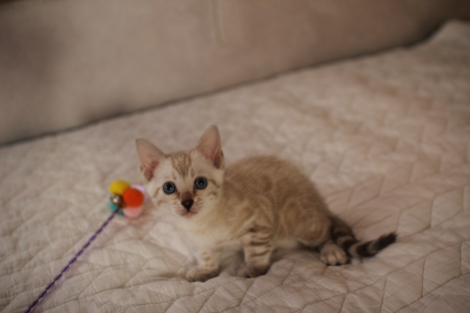 분양중인 뱅갈고양이 브라운 남아,스노우 여아예요~ 관련 이미지 17