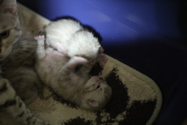 뱅갈고양이 엄마와 아가들~ 관련 이미지 1