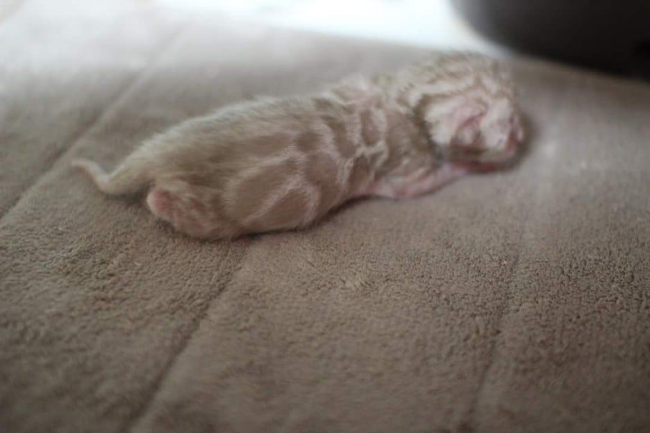 New litter 관련 이미지 3