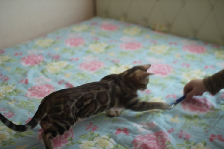 밍크 뱅갈고양이 여아와 같이 가는 브라운 여아예요~ 관련 이미지 7