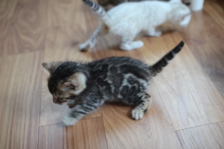 뱅갈고양이 곰돌이,삼돌이~ 관련 이미지 8