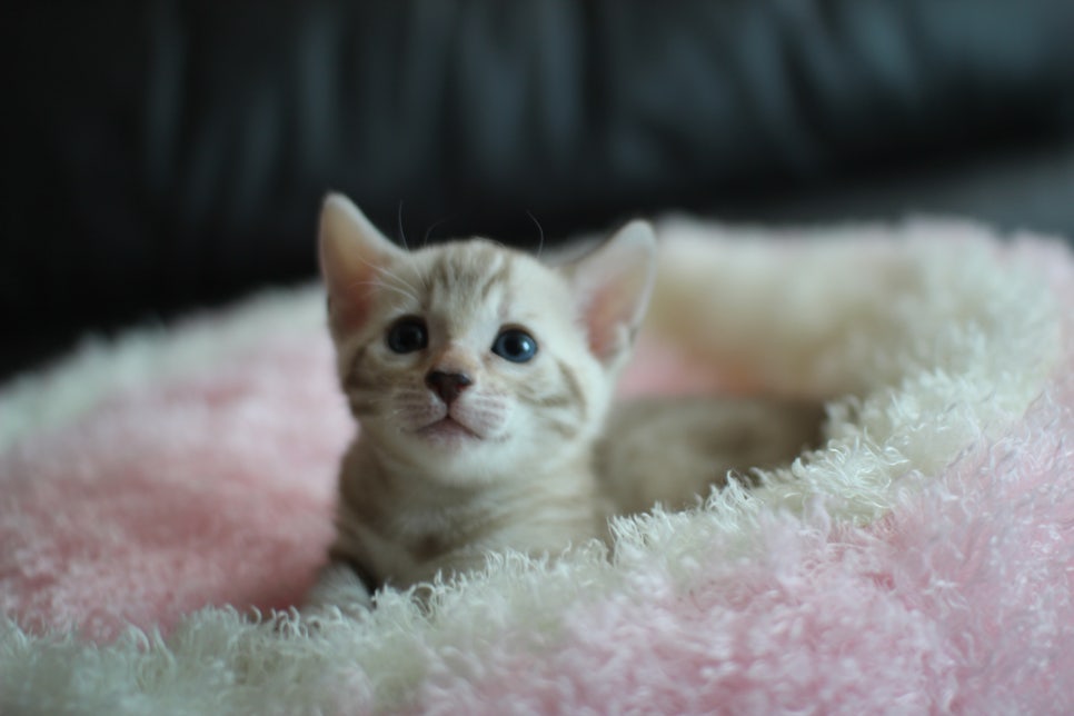 실밍크 뱅갈고양이 여아와 브라운 뱅갈고양이 남아예요~ 관련 이미지 3