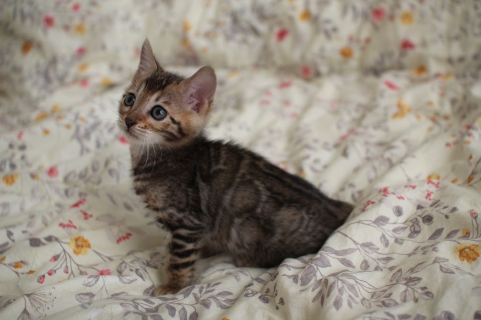 뱅갈고양이 개냥이를 찾으세요? 관련 이미지 10