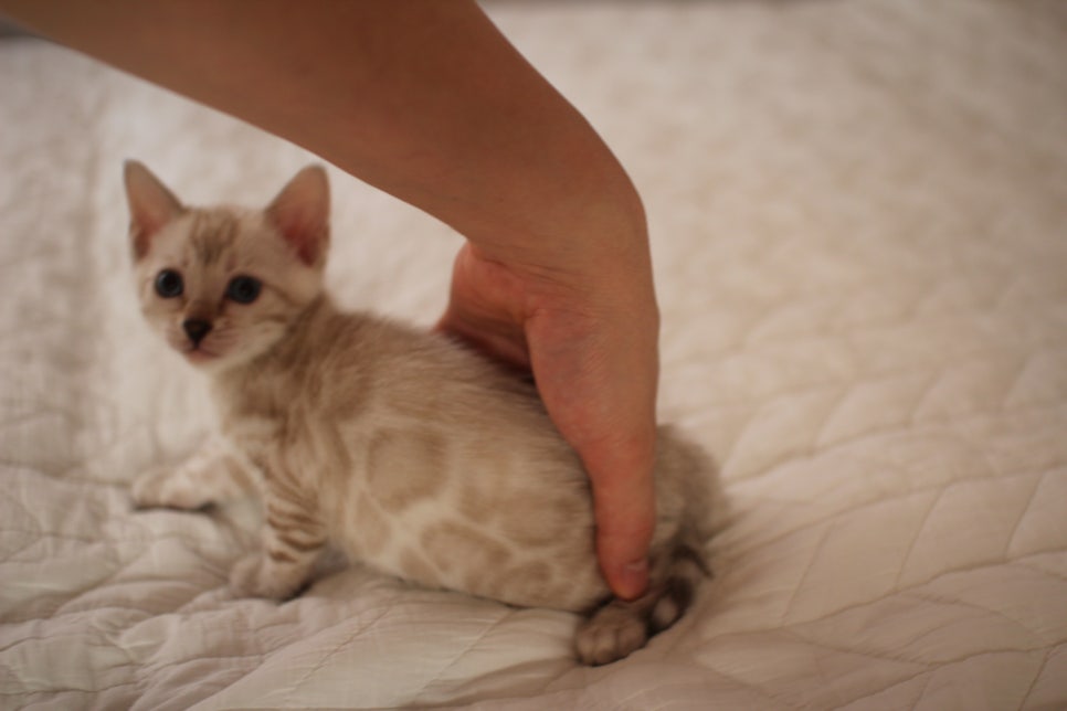 분양중인 뱅갈고양이 브라운 남아,스노우 여아예요~ 관련 이미지 25