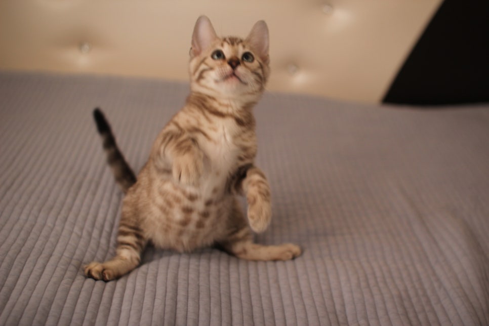 실밍크,브라운,실버뱅갈고양이 분양 합니다~ 관련 이미지 6