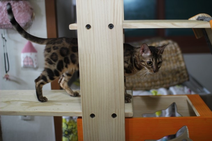 뱅갈고양이.저희집 뱅갈고양이들이예요^^ 관련 이미지 1