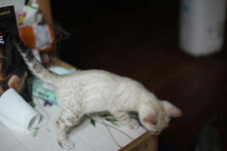 스노우 뱅갈고양이 키퍼 여아~~ 관련 이미지 11