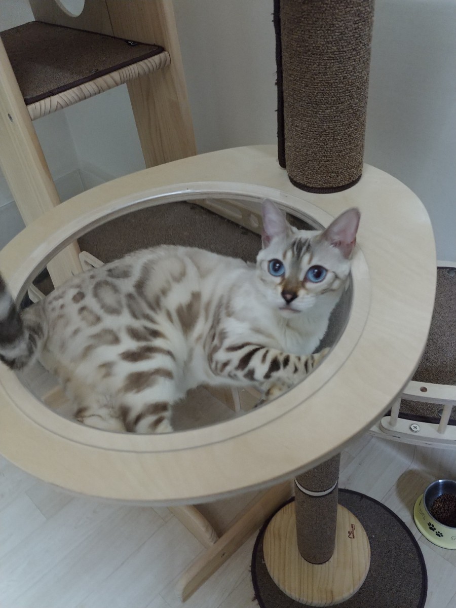 스노우뱅갈고양이 바다같은 파란눈에 빠져보세요~ 관련 이미지 2